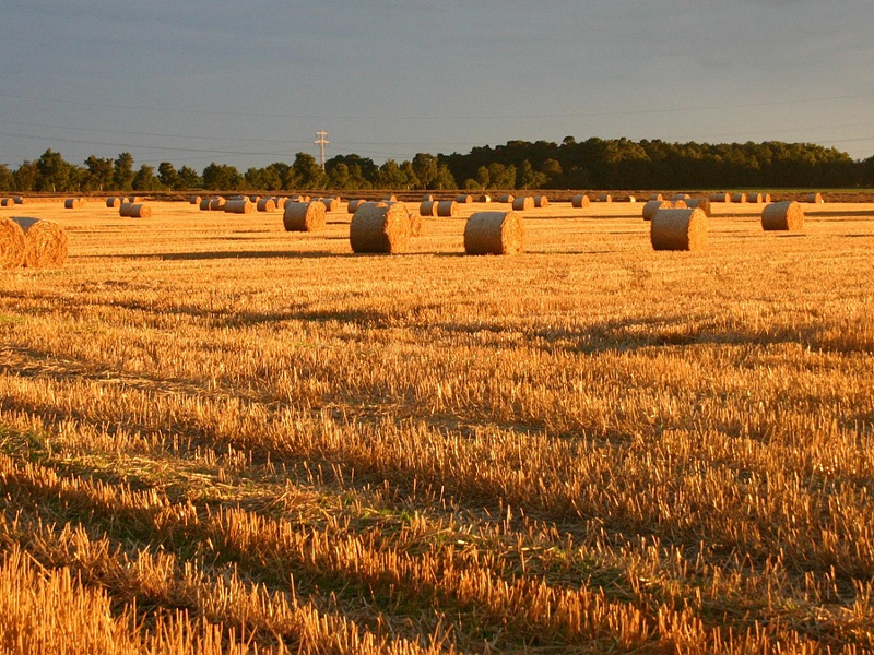 Blog - Straight Talk, Steady Work: The Kind of Builder John Erhardt Is